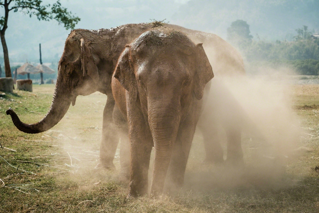 Surin olifantenhoofdstad van Thailand