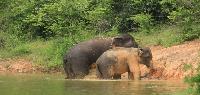 Wilde Olifanten Spotten in Kuiburi Nationaal Park diervriendelijk