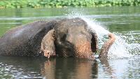 olifanten verzorgen Elephants World River Kwai Kanchanaburi