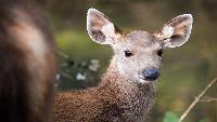 Betoverend Oost Thailand familie vakantie in Thailand Bambi reis op maat