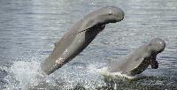 Dolfijnen van Cambodja PRIJSGARANTIE