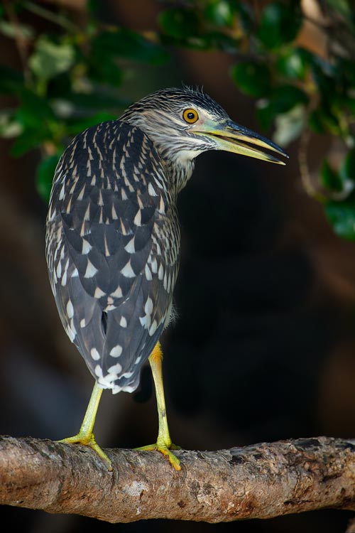 Vogels spotten in Thailand - Kwak