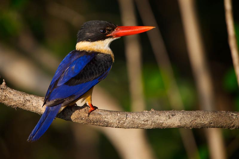 Vogels spotten in Thailand - Zwartkapijsvogel