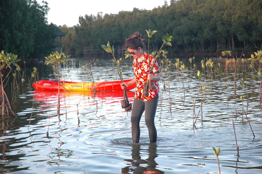 Duurzaam toerisme in Thailand mangrove aanplant Chumphon National park