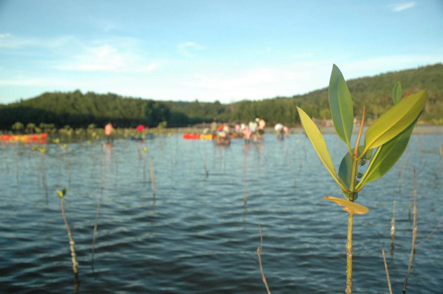 Duurzaam toerisme in Thailand mangrove aanplant Chumphon National park