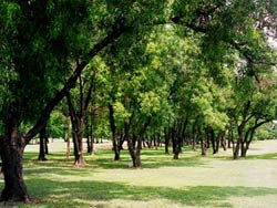 Suan Rot Fai park
