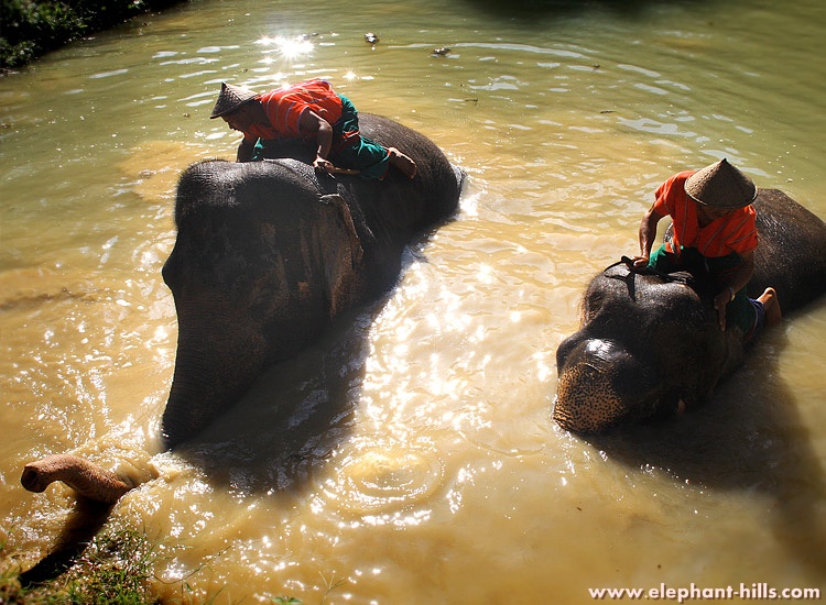 Tentenkamp in Khao Sok National Park prijsgarantie Elephant Hills