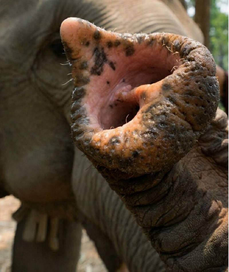 Surin olifantenhoofdstad Thailand olifanten avontuur