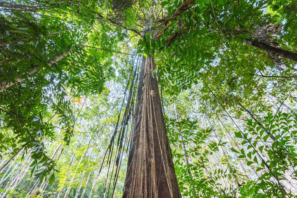 Khao Sok informatie planten regenwoud