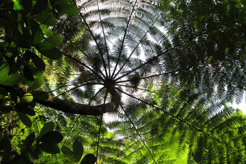 Khao Sok informatie planten regenwoud