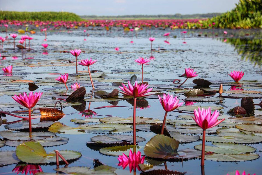 Phatthalung Thale Noi lotus bloemen vakantie en rondreis
