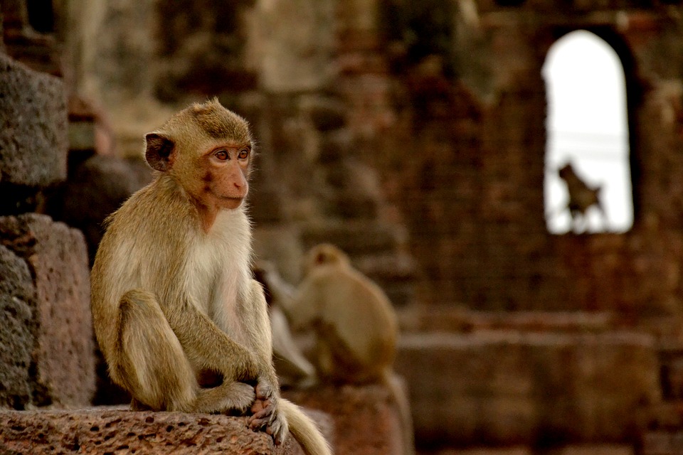 Centraal Thailand Lopburi apen