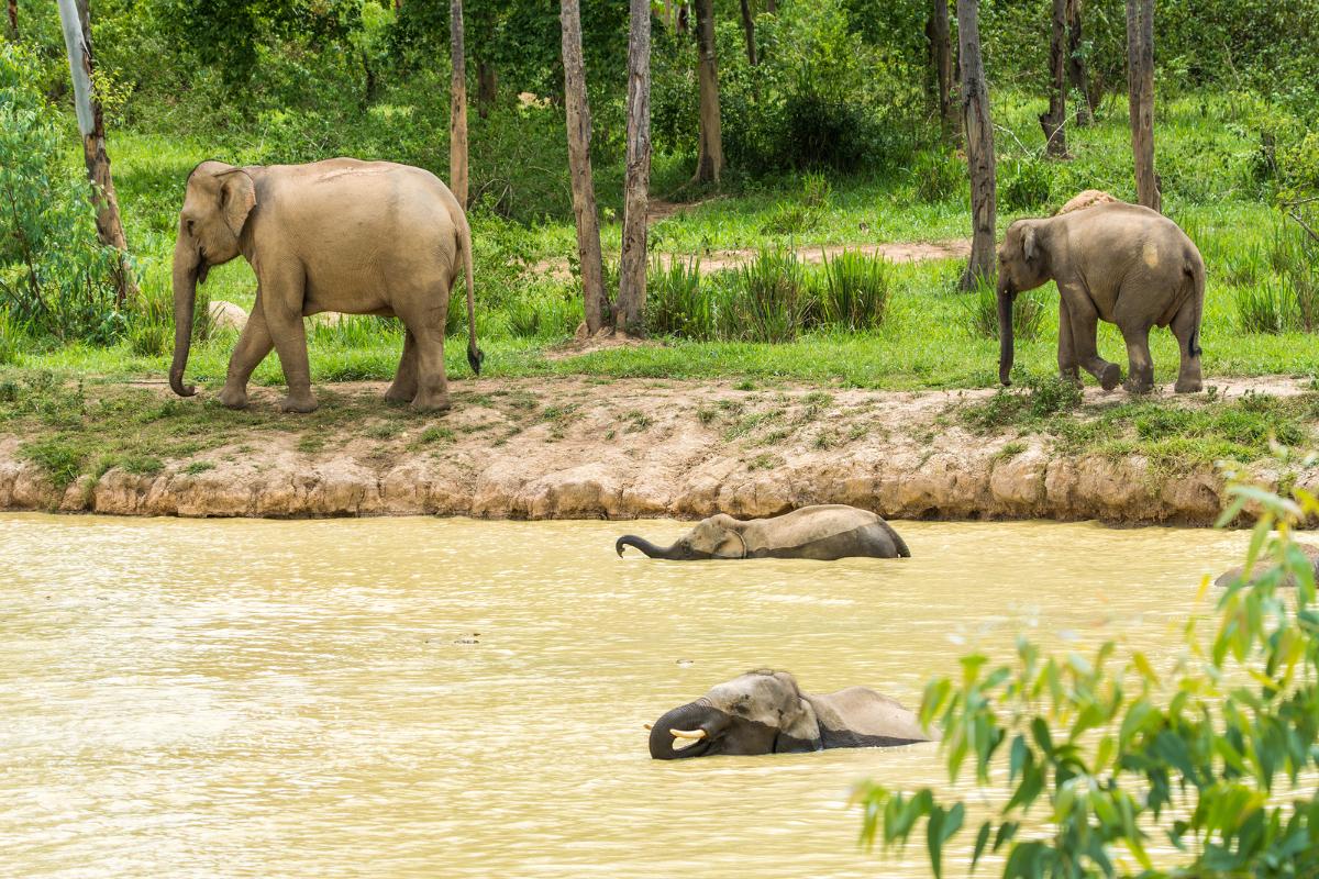 Kui Buri National park olifanten zien