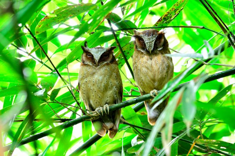 Kaeng Krachan national park vogels kijken