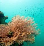 Pattaya koraal eiland tour goedkope snorkelen dagtour Pattaya