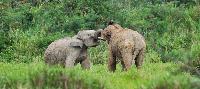 Wilde Olifanten Spotten in Kuiburi Nationaal Park diervriendelijk