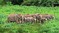 Wilde Olifanten Spotten in Kuiburi Nationaal Park Huahin dag tour