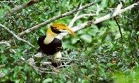 Vogels Spotten in Kaeng Krachan National Park Hua Hin tour