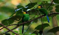 Vogels Spotten in Kaeng Krachan National Park Hua Hin tour