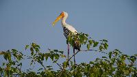 Vogels Spotten in Kaeng Krachan National Park huahin dagtour