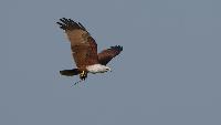 Vogels Spotten in Kaeng Krachan National Park Chaam dagtour