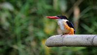 Vogels Spotten in Kaeng Krachan National Park Chaam dagtour