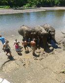 Werken voor olifanten Elephants World River Kwai THAILAND