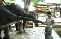 rusthuis voor olifanten Elephants World Kanchanaburi