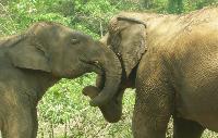 bejaardenhuis voor olifanten Elephants World River Kwai THAILAND