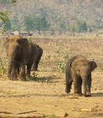 bejaardenhuis voor olifanten Elephants World Kanchanaburi