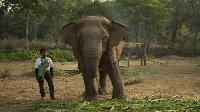 bejaardenhuis voor olifanten Elephants World Kanchanaburi