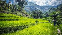 Tibiao-filipijnen-rijstvelden