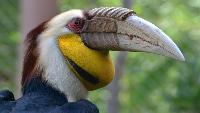 Prive Vogels spotten in het Khao Yai National Park dag tour private