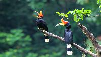 Prive Vogels spotten in het Khao Yai National Park dag tour private