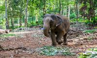 Olifanten in de jungle van Koh Chang