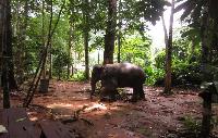 Olifanten in de jungle van Koh Chang