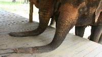 Elephants World River Kwai werk voor olifanten diervriendelijk