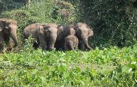 Elephants World Kanchanaburi werk voor olifanten ervaring