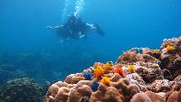 PADI Open Water Diver Duikcursus Koh Tao diepzee duiken