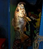 Diepzee vissen bij nacht in de Golf van Thailand