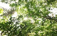 KhaoSok Tree Tops Jungle Safari BOOMHUTTEN