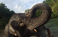 Khao Sok olifant Jungle Safari PRIJSGARANTIE