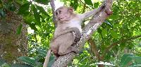 Isaan echt Thailand rondreis familie vakantie in Thailand apen reis op maat