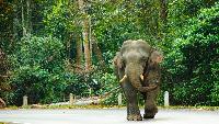 Betoverend Oost Thailand familie vakantie in Thailand olifantenreis op maat