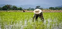 Betoverend Oost Thailand familie vakantie in Thailand rijstvelden op maat