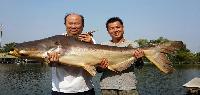 Bangkok Fishing Guide Vissen in Bungsamran Fishing Park