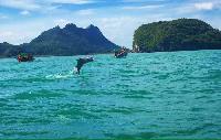 Roze dolfijnen in Nakorn Si Thammarat dierenwelzijn dolfijn spotten