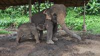 Olifanten verzorgen in het oerwoud diervriendelijk beste prijs
