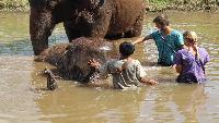 Olifanten verzorgen in het oerwoud diervriendelijk Chiang Mai