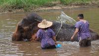 Olifanten verzorgen in het oerwoud diervriendelijk Chiang Mai